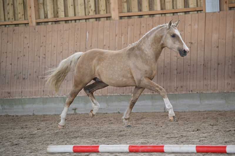 Deutsches Reitpony, Hengst in Kloster Lehnin
