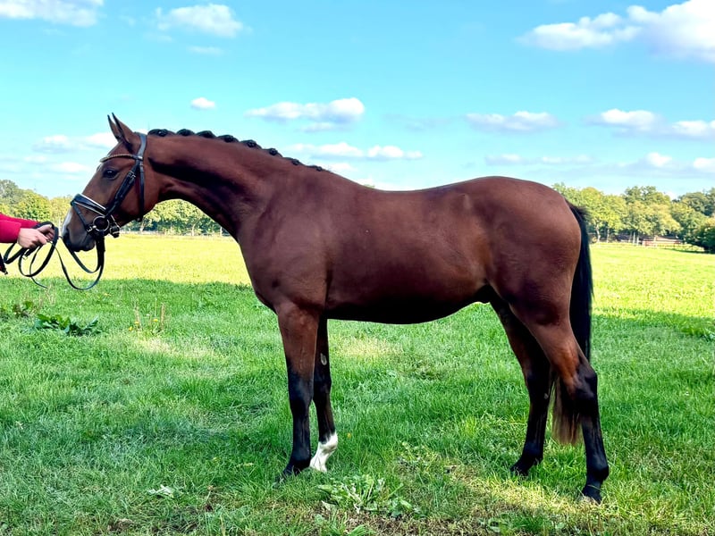 Deutsches Reitpony, Hengst in Hude (Oldenburg)