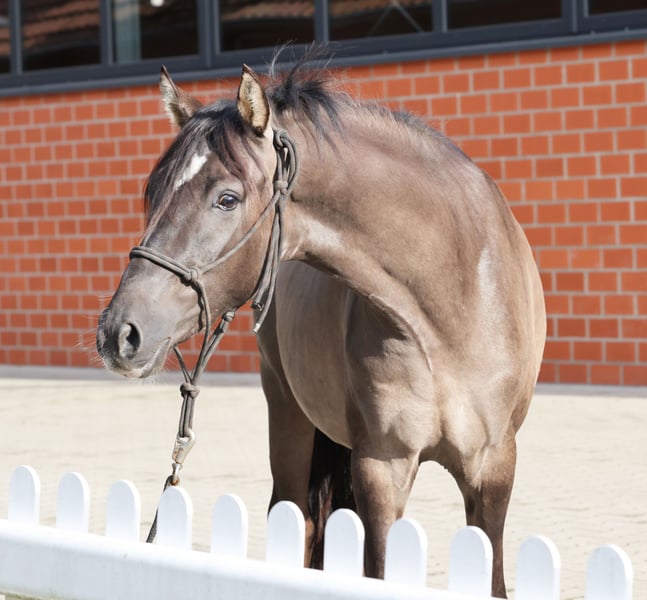 Deutsches Reitpony, Hengst in Stuhr