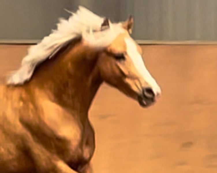 Deutsches Reitpony, Hengst in Achim