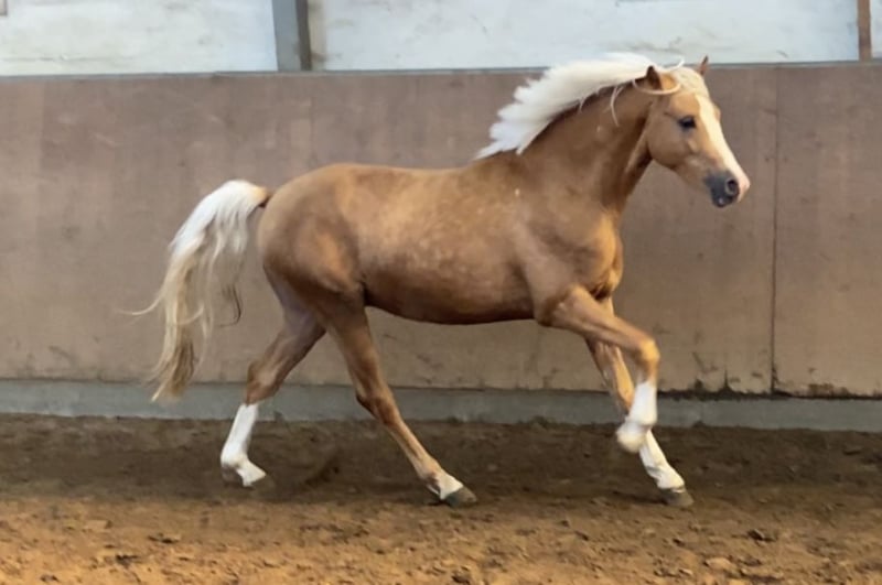 Deutsches Reitpony, Hengst in Achim