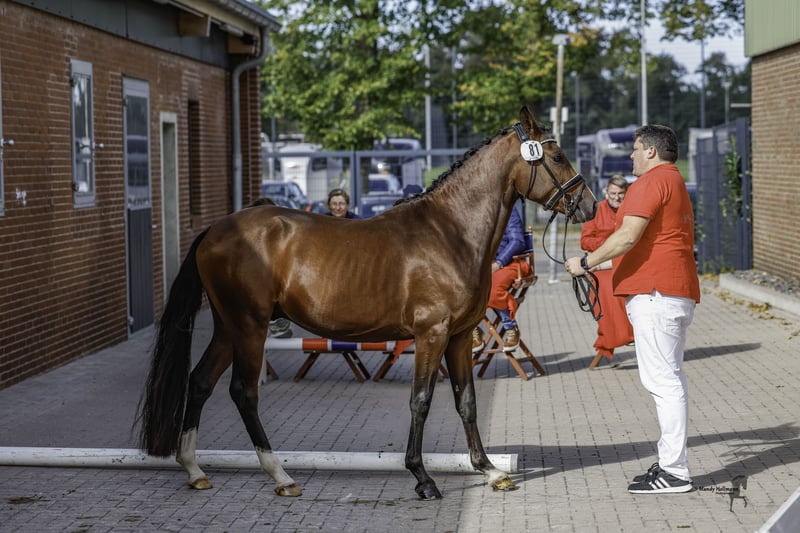 Deutsches Reitpony, Hengst in Dunum