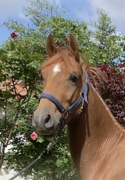 Deutsches Reitpony, Hengst in Achim