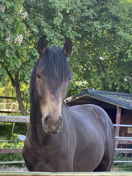 Deutsches Reitpony, Hengst in Achim