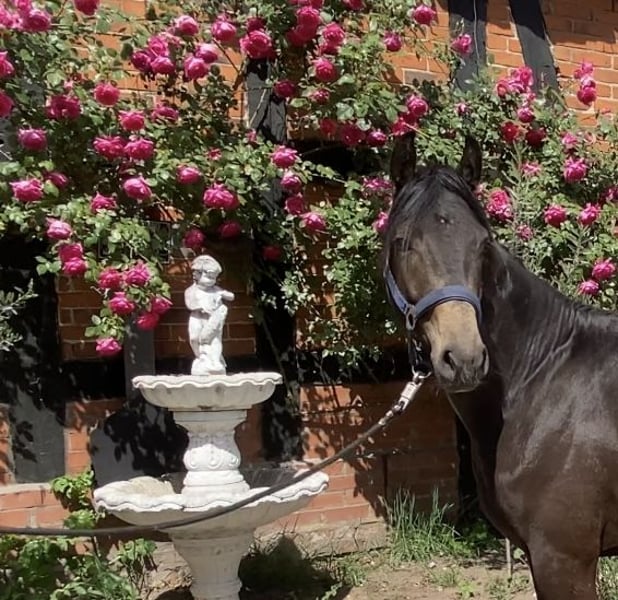 Deutsches Reitpony, Hengst in Achim