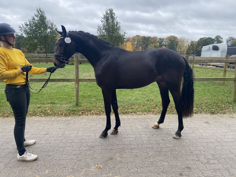 Deutsches Reitpony, Hengst in Achim
