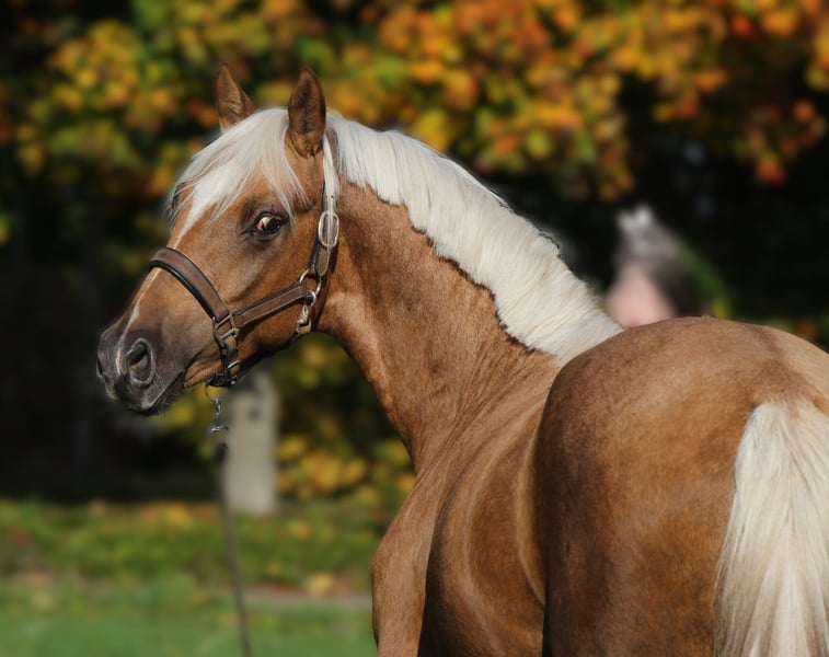 Deutsches Reitpony, Hengst in Rehburg-Loccum Münchehagen