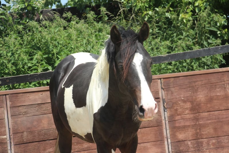 Deutsches Reitpony, Hengst in Rees