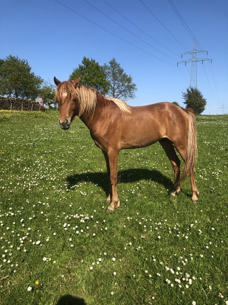 Deutsches Reitpony, Hengst in Damp