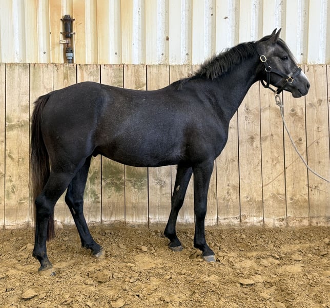 Deutsches Reitpony, Hengst in Welver