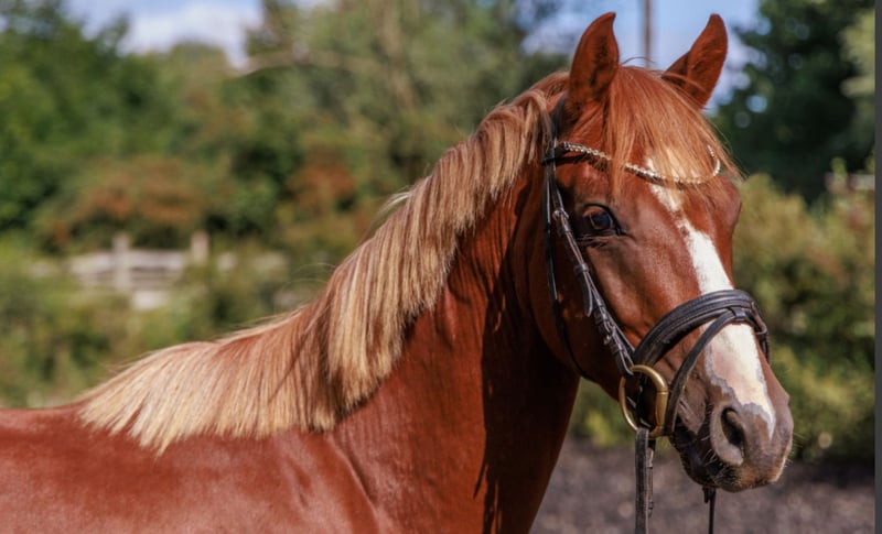 Deutsches Reitpony, Hengst in Teltow