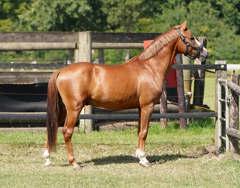 Deutsches Reitpony, Hengst in Hamminkeln