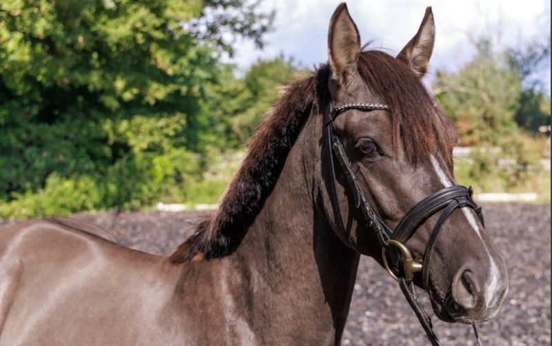 Deutsches Reitpony, Hengst in Teltow