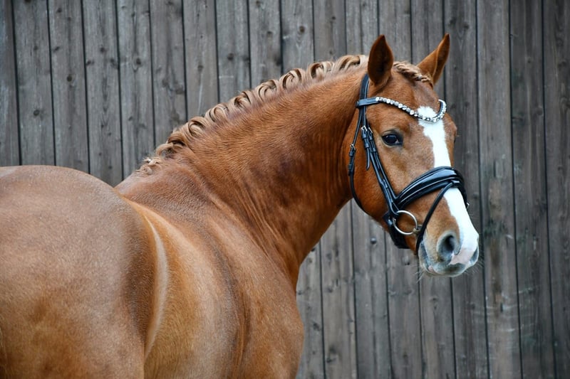Deutsches Reitpony, Hengst in Lippetal