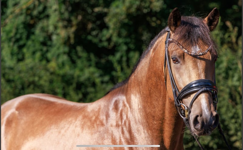 Deutsches Reitpony, Hengst in Teltow