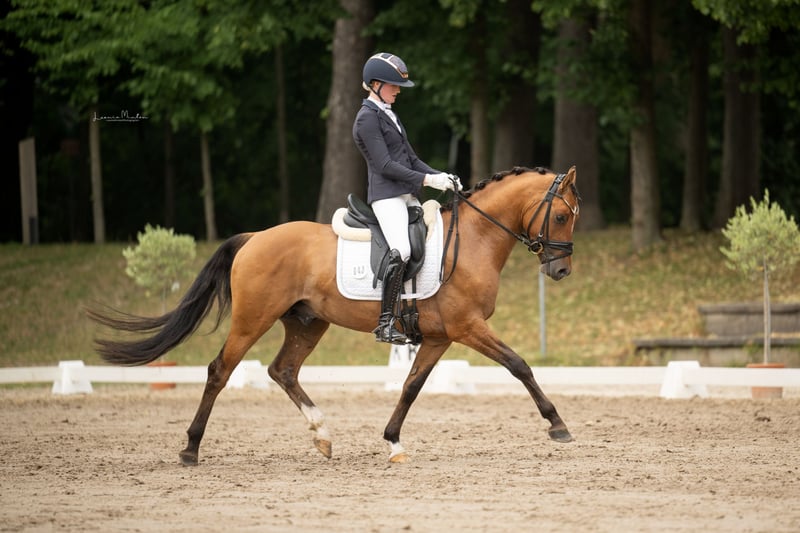 Deutsches Reitpony, Hengst in Lünen