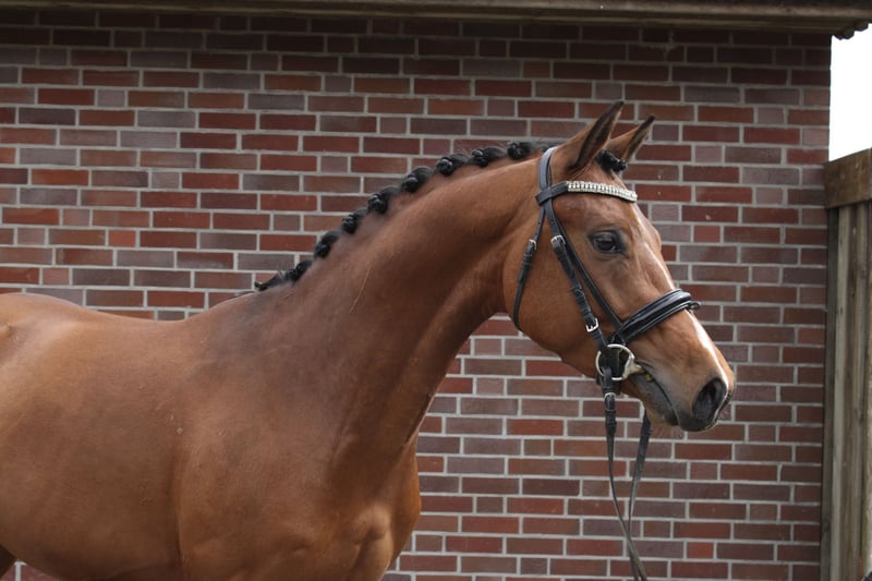 Deutsches Reitpony, Hengst in Glückstadt