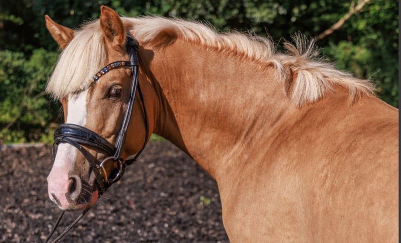 Deutsches Reitpony, Hengst in Teltow