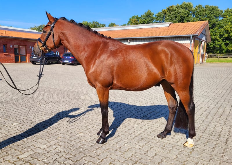 Deutsches Reitpony, Hengst in Frelsdorf