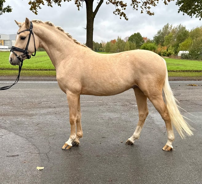 Deutsches Reitpony, Hengst in Hamm