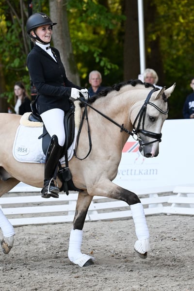 Deutsches Reitpony, Hengst in Tönisvorst