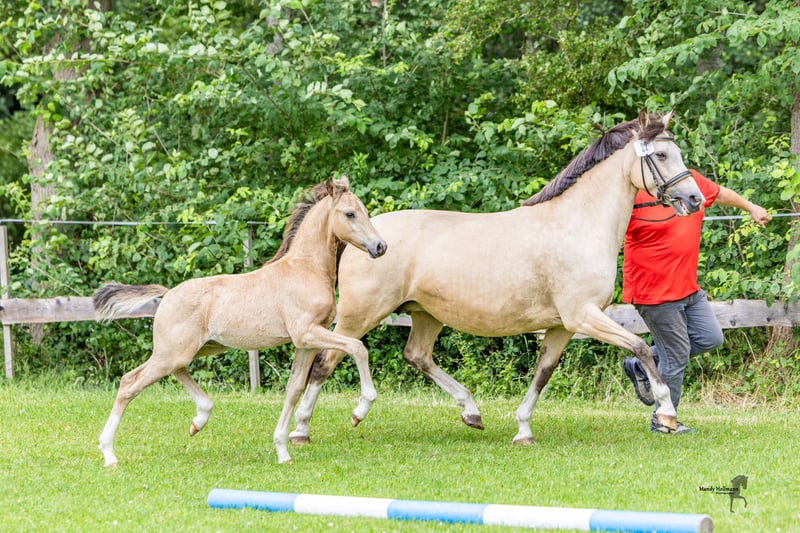 Deutsches Reitpony, Hengst in Dunum