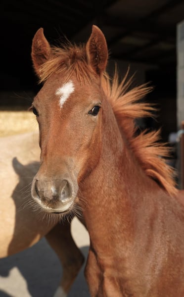 Deutsches Reitpony, Hengst in Jesteburg