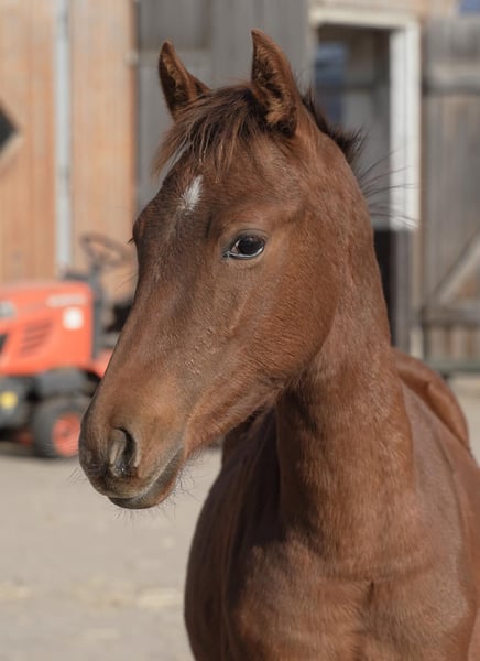 Deutsches Reitpony, Hengst in Jesteburg
