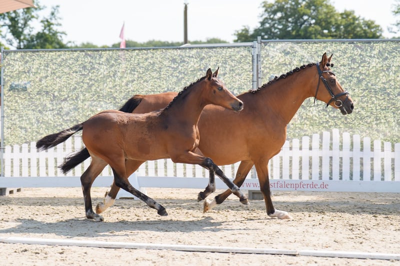 Deutsches Reitpony, Hengst in Ahaus