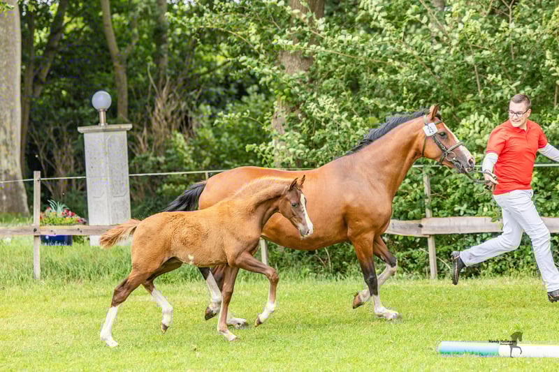 Deutsches Reitpony, Hengst in Dunum