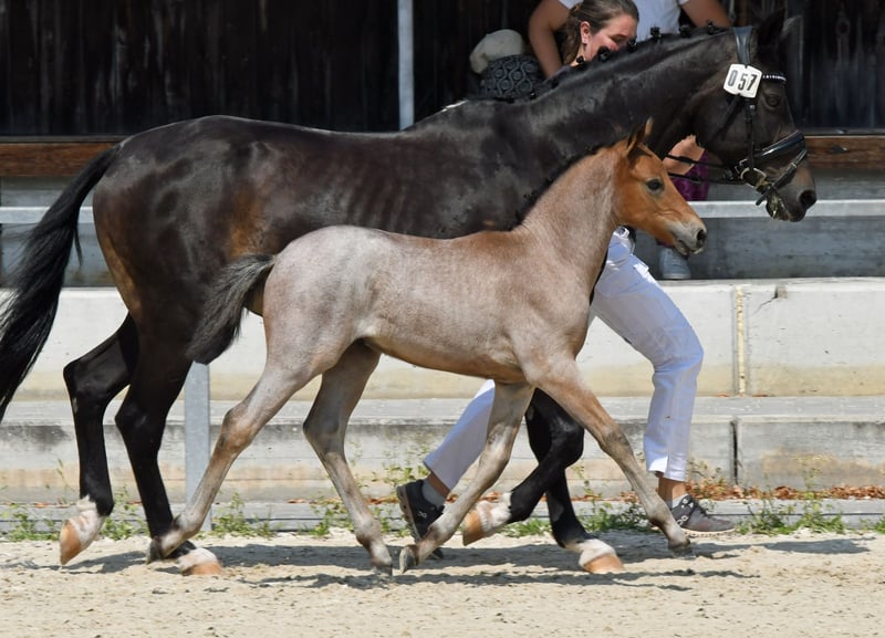 Deutsches Reitpony, Hengst in Eberfing