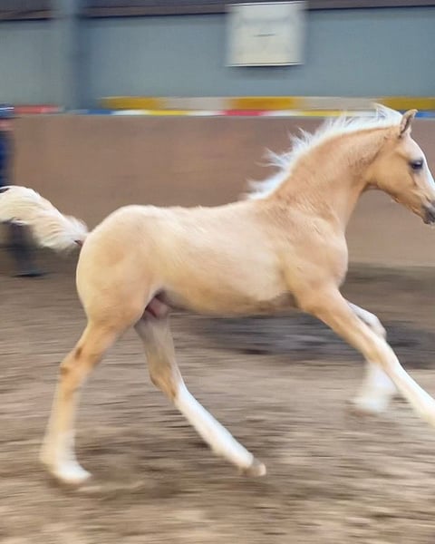 Deutsches Reitpony, Hengst in Achim