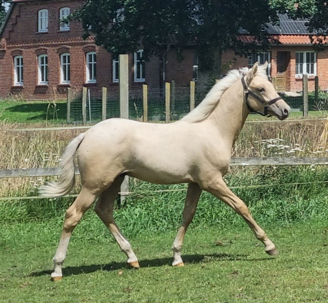 Deutsches Reitpony, Hengst in Neuhaus
