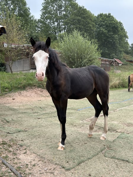 Deutsches Reitpony, Hengst in Burghaun