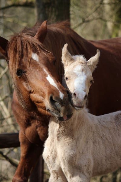 Deutsches Reitpony, Hengst in Göttingen
