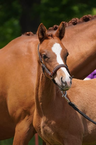 Deutsches Reitpony, Hengst in Lindau