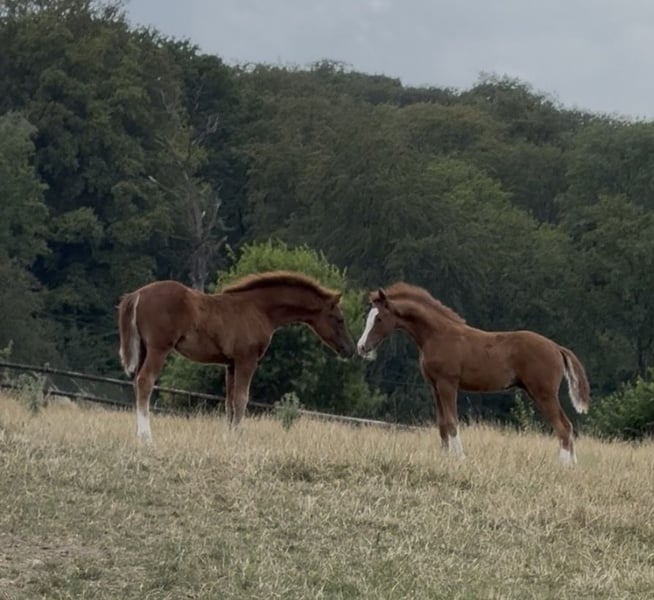Deutsches Reitpony, Hengst in WuppertalWuppertal
