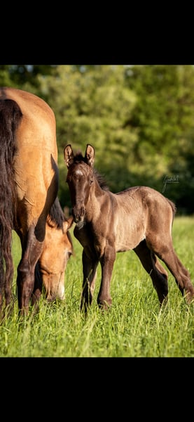 Deutsches Reitpony, Hengst in Hünxe