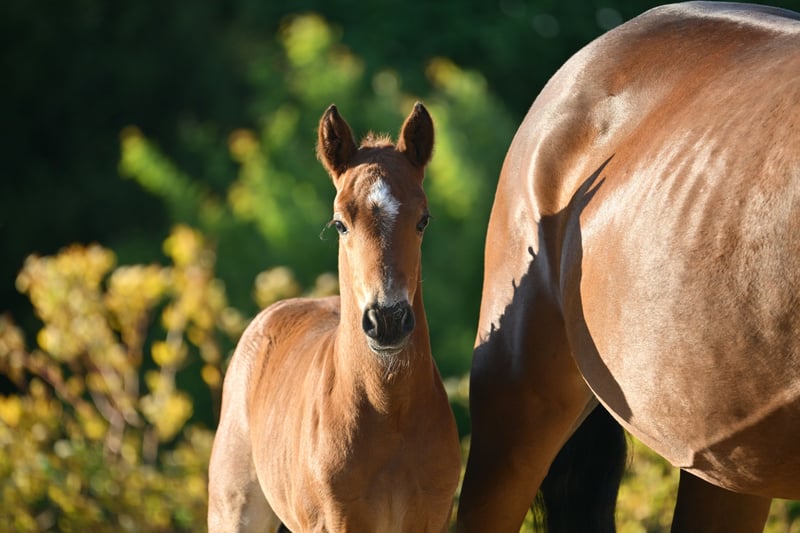 Deutsches Reitpony, Hengst in Libbesdorf