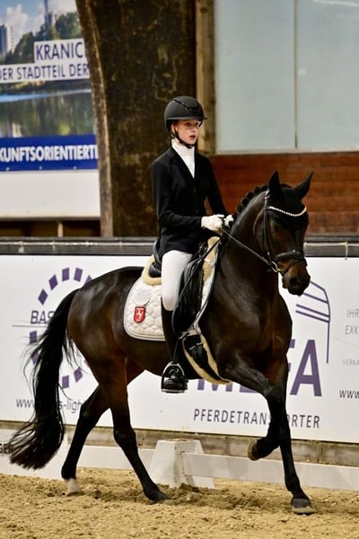 Deutsches Reitpony, Stute in Haltern am See