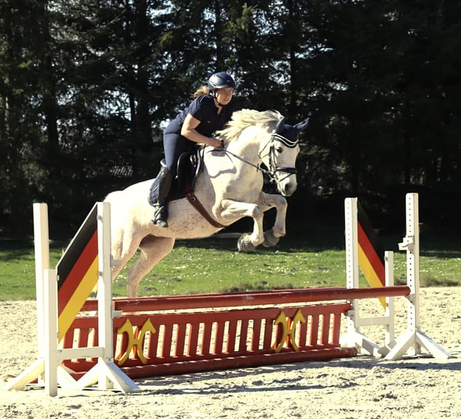 Deutsches Reitpony, Stute in Uetze