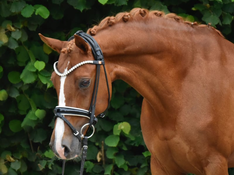 Deutsches Reitpony, Stute in Fürstenau