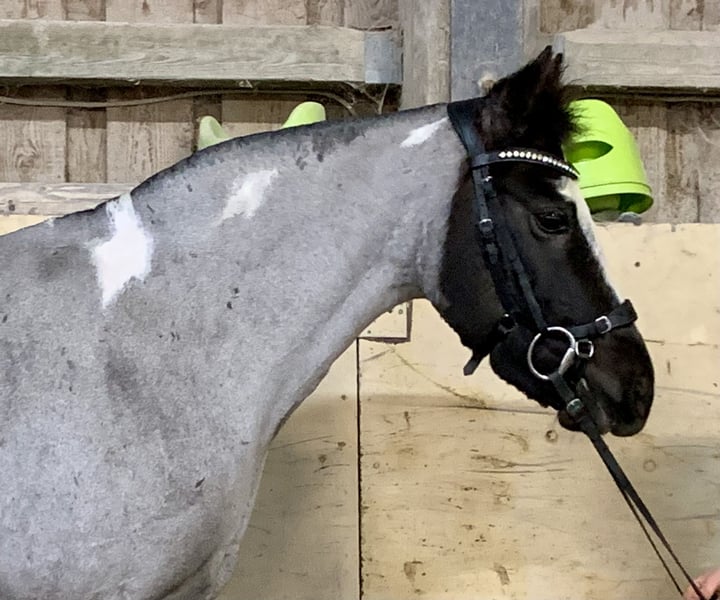 Deutsches Reitpony, Stute in Würzburg