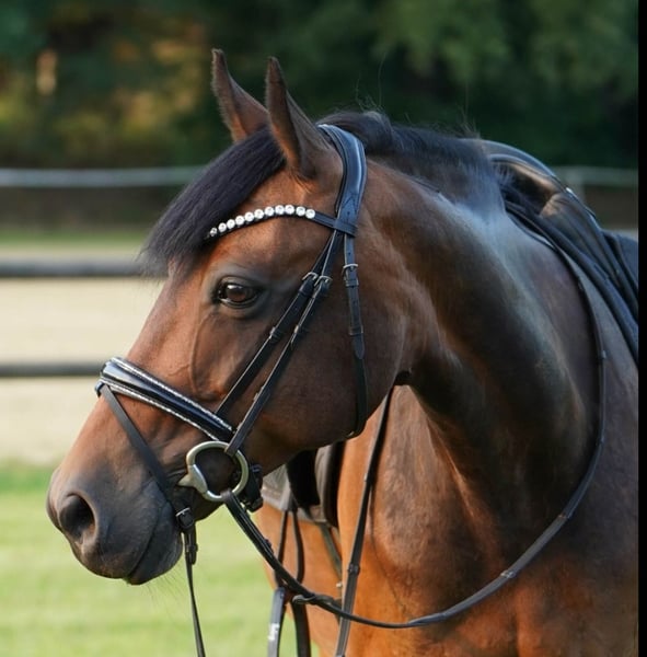 Deutsches Reitpony, Stute in Hamminkeln