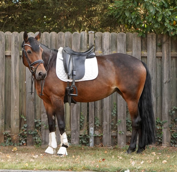 Deutsches Reitpony, Stute in Hamminkeln