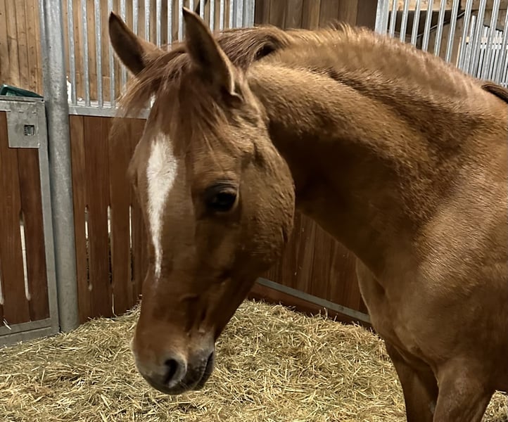 Deutsches Reitpony, Stute in WuppertalWuppertal