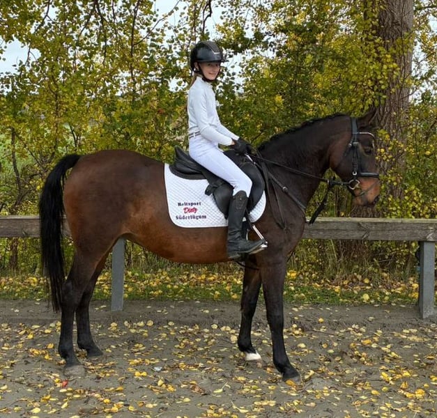 Deutsches Reitpony, Stute in Süderlügum