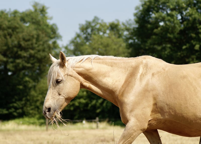 Deutsches Reitpony Stute 17 Jahre 146 Cm Palomino In Versmold