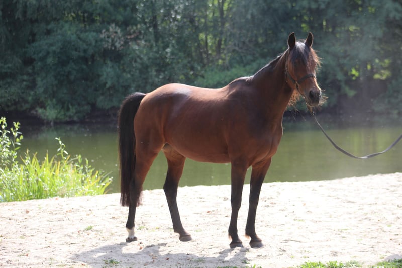 Deutsches Reitpony, Stute in Metelen