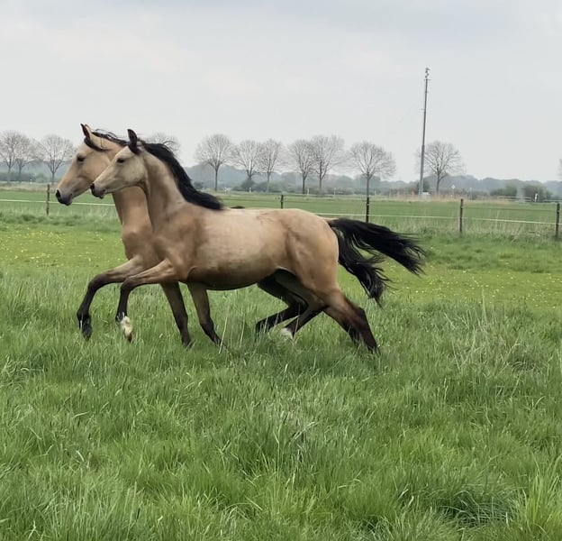 Deutsches Reitpony, Stute in Achim